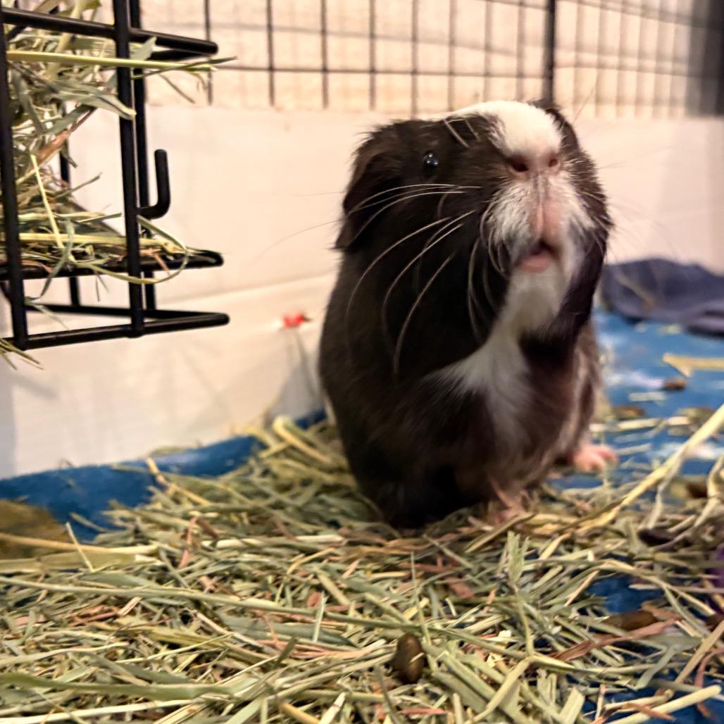 Cleo, Adoptable, Adult Female Guinea Pig.