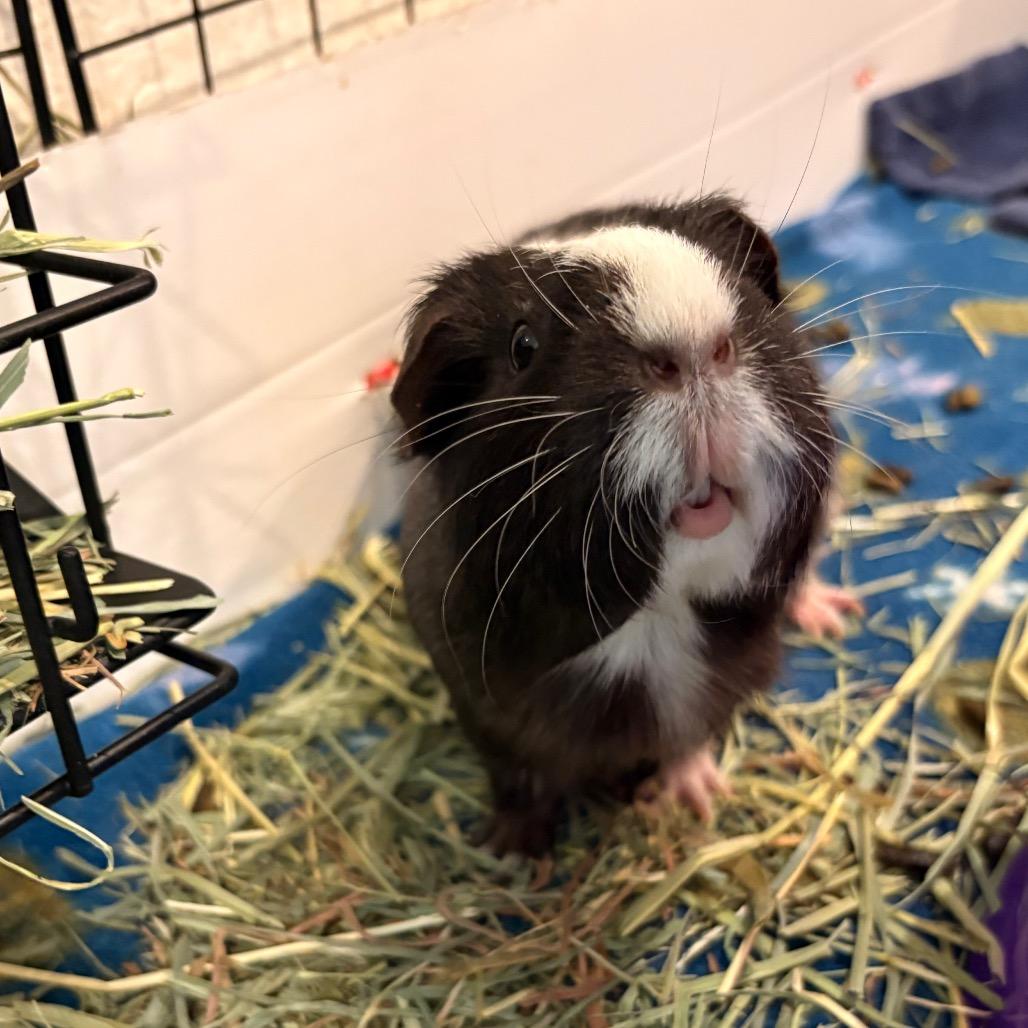 Enlarge Cleo, a Adoptable Guinea Pig in South Burlington, VT image 2/4