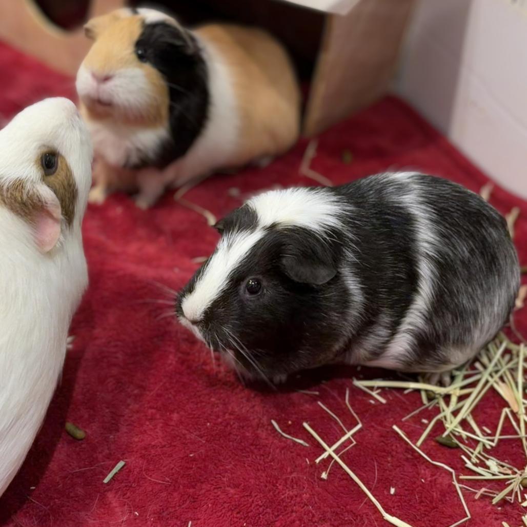 Enlarge Cleo, a Adoptable Guinea Pig in South Burlington, VT image 2/6