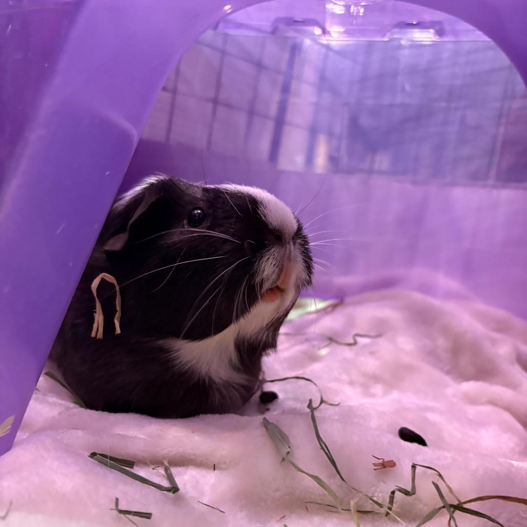 Enlarge Cleo, a Adoptable Guinea Pig in South Burlington, VT image 3/6