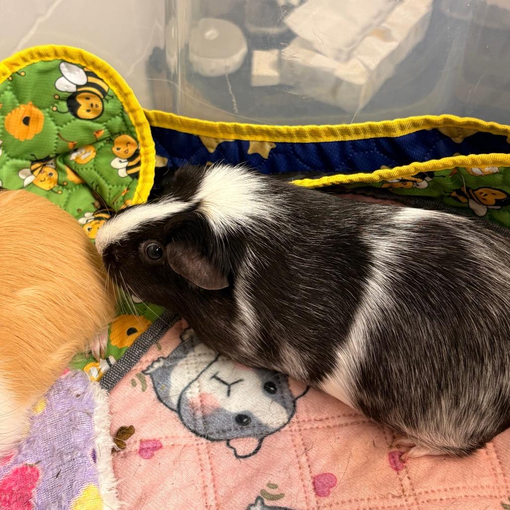 Enlarge Cleo, a Adoptable Guinea Pig in South Burlington, VT image 3/4
