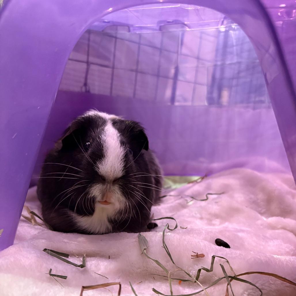 Enlarge Cleo, a Adoptable Guinea Pig in South Burlington, VT image 5/6