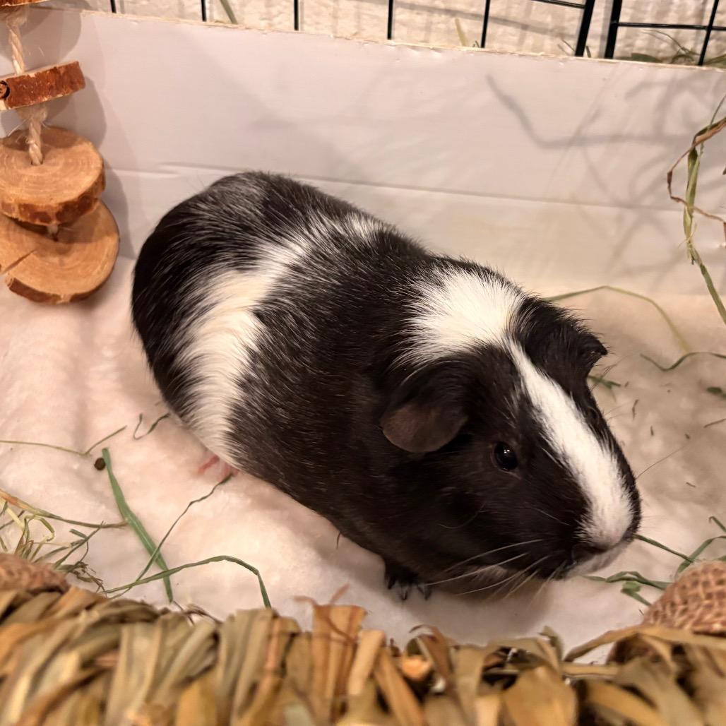 Enlarge Cleo, a Adoptable Guinea Pig in South Burlington, VT image 6/6