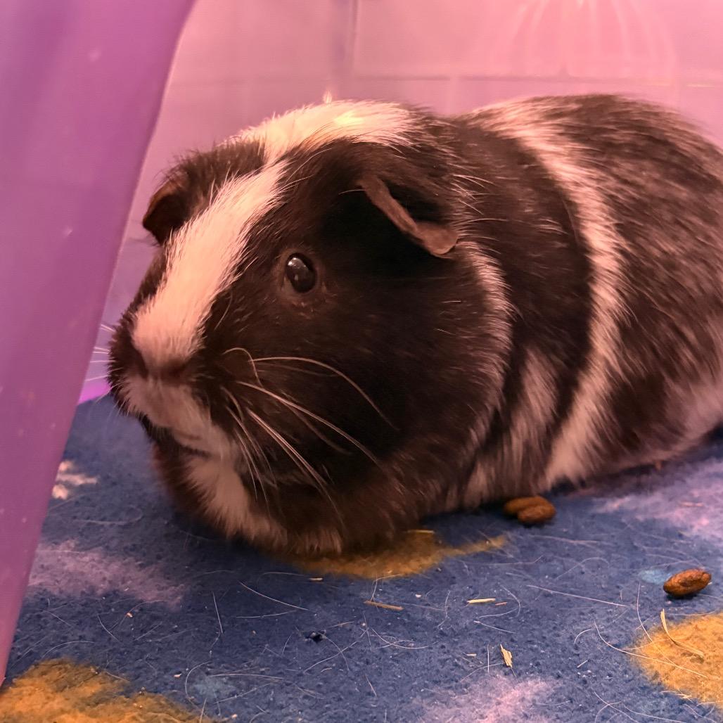 Enlarge Cleo, a Adoptable Guinea Pig in South Burlington, VT image 4/4