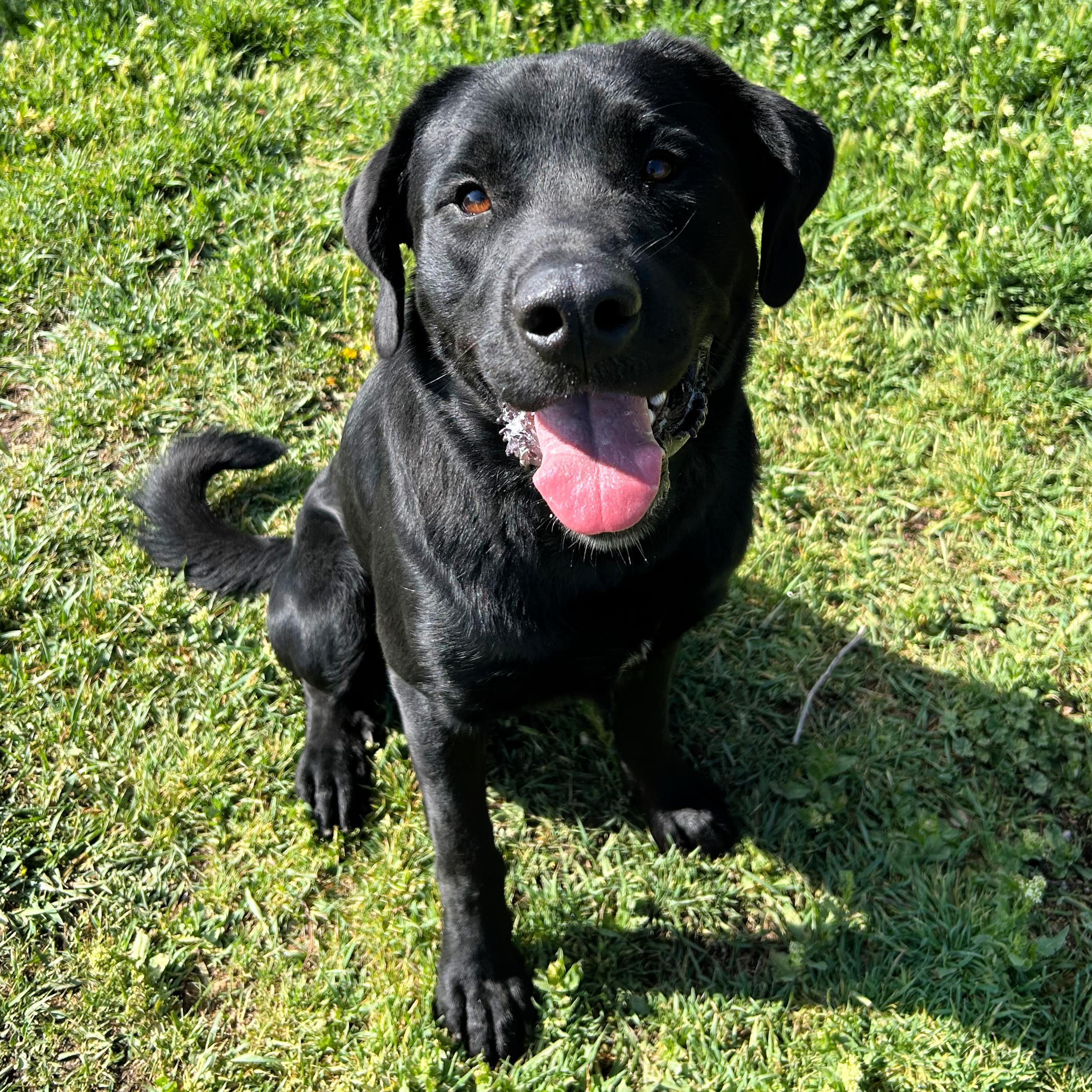 Enlarge Zeus, a ADOPTABLE mixed breed in Lindon, UT image 6/6