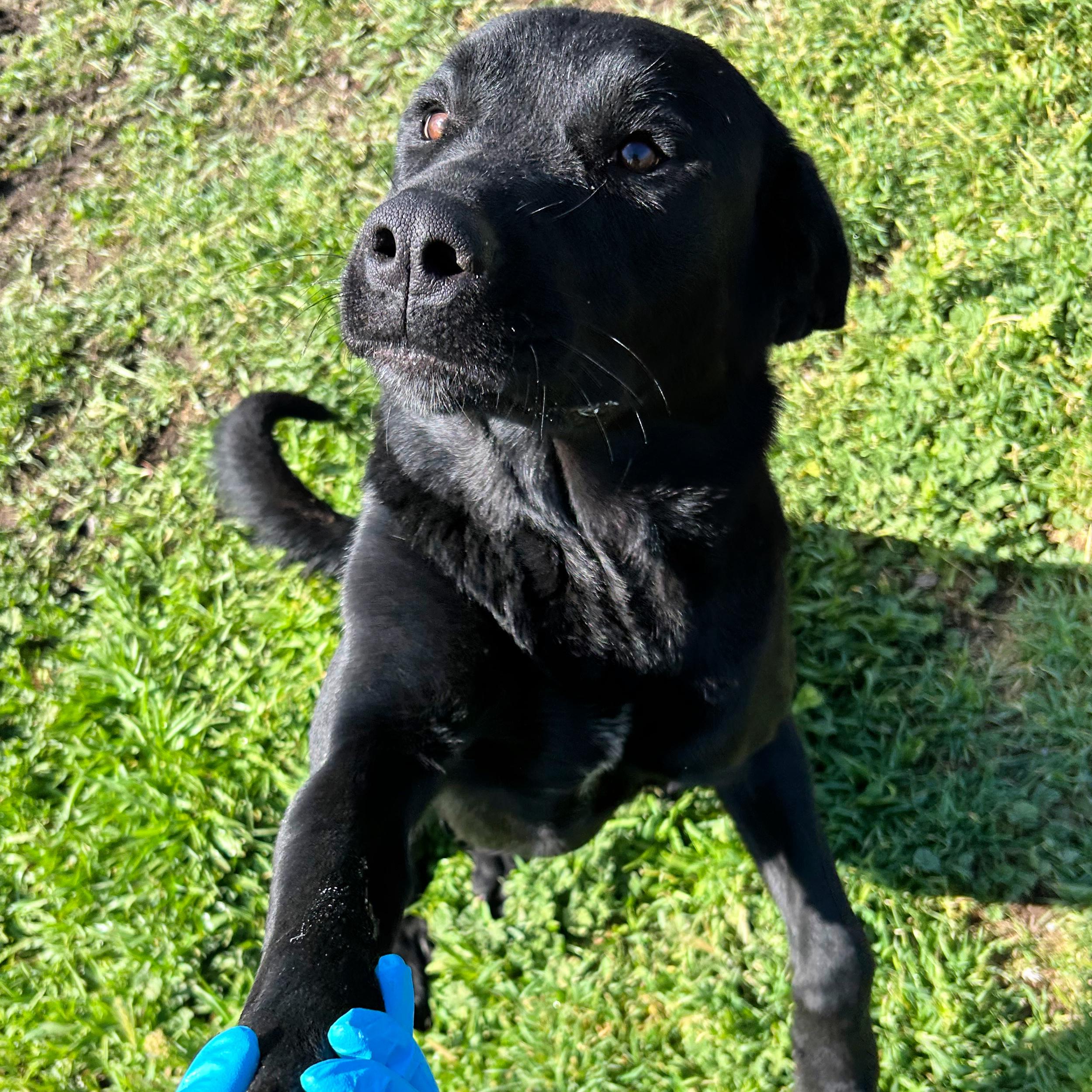 Enlarge Zeus, a ADOPTABLE mixed breed in Lindon, UT image 3/6