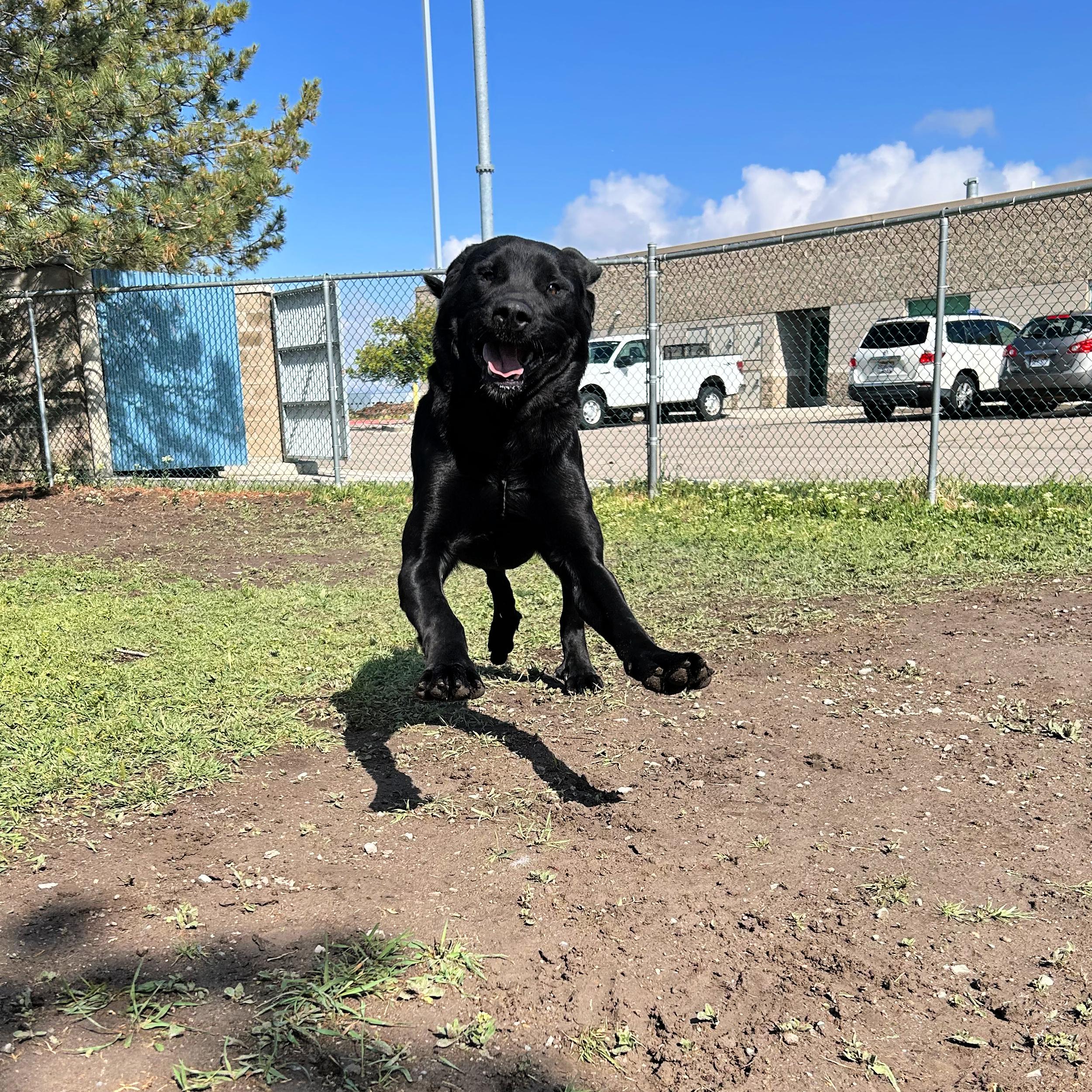 Enlarge Zeus, a ADOPTABLE mixed breed in Lindon, UT image 2/6