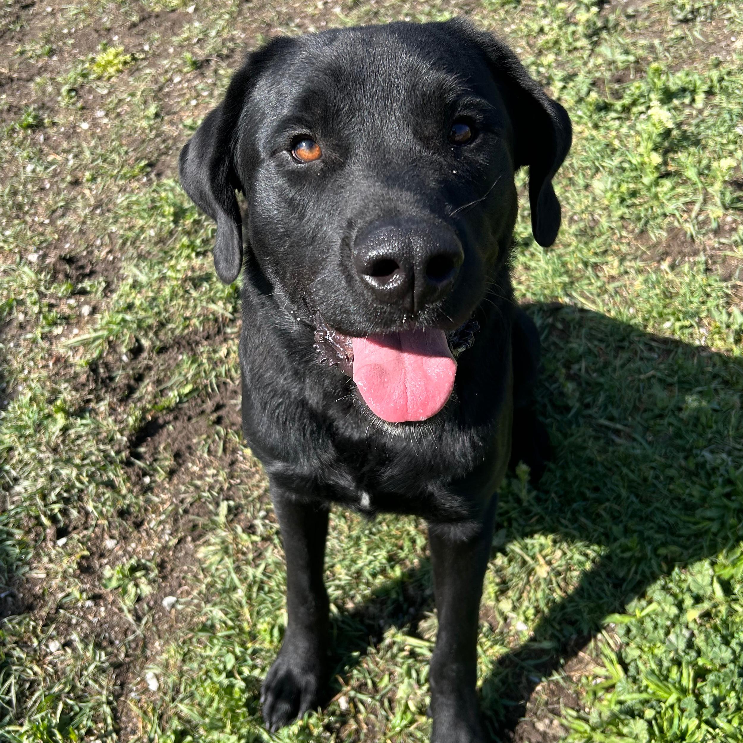 Enlarge Zeus, a ADOPTABLE mixed breed in Lindon, UT image 1/6