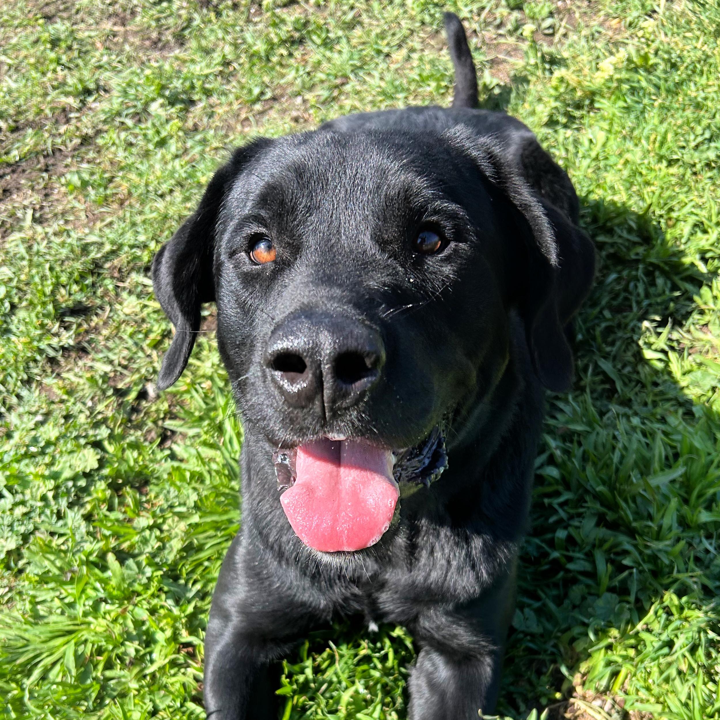 Enlarge Zeus, a ADOPTABLE mixed breed in Lindon, UT image 5/6