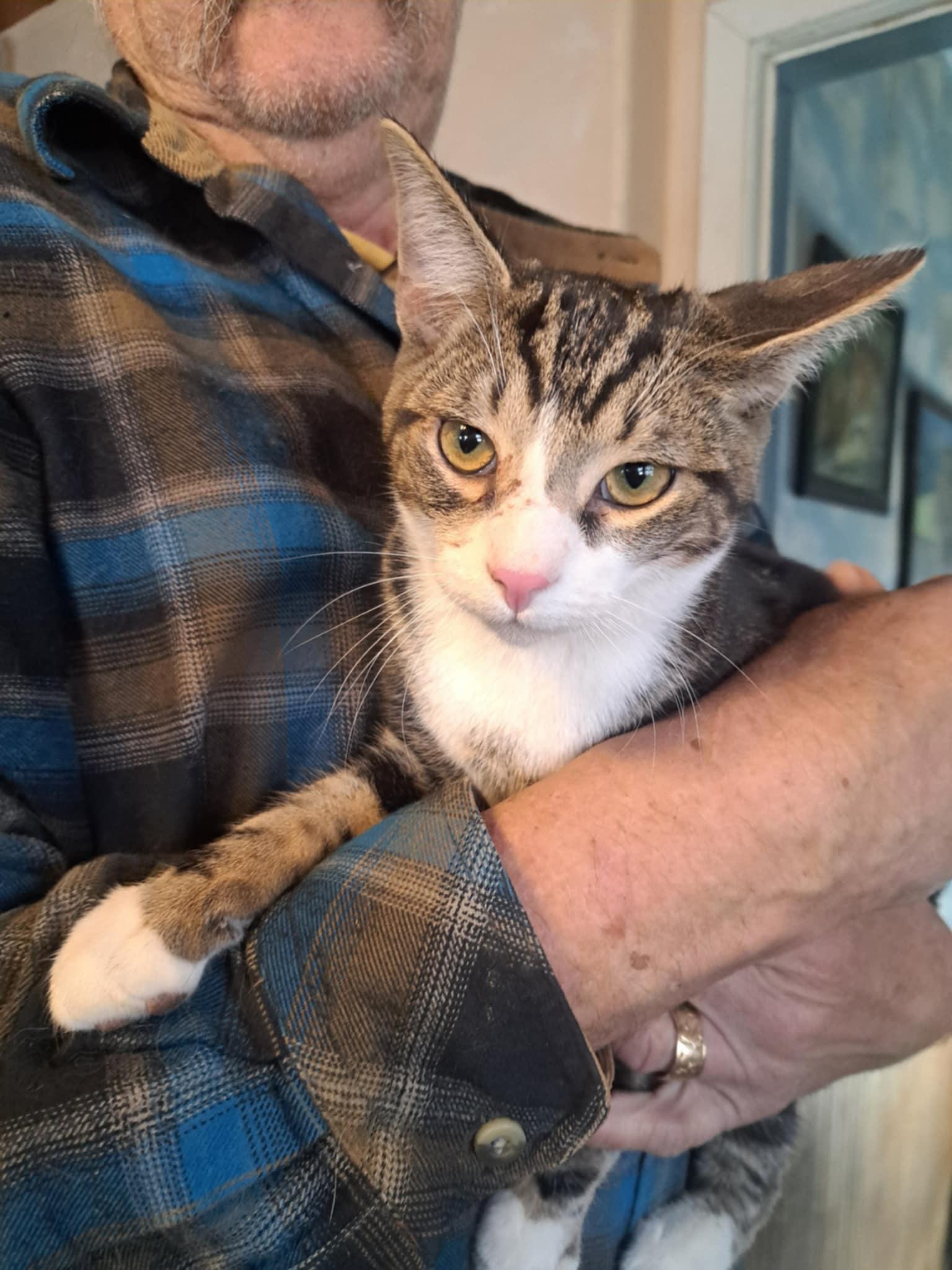 Pierce Hawkeye Jones, Adoptable, Kitten Male Domestic Short Hair & Tabby.