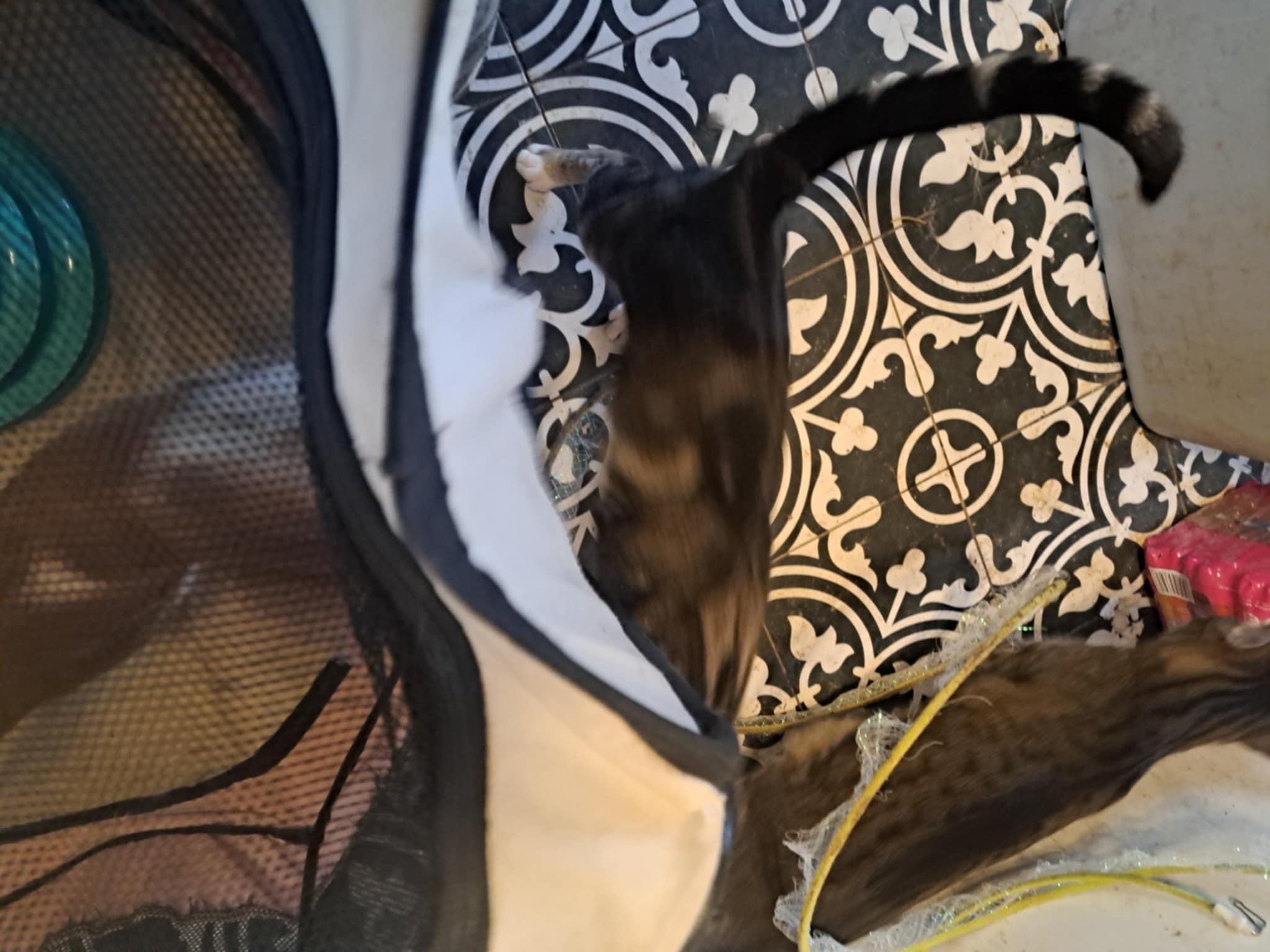 Pierce Hawkeye Jones