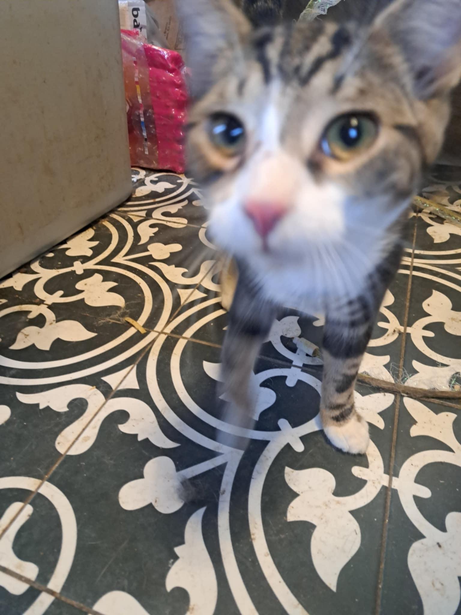 Enlarge Pierce Hawkeye Jones, a Adoptable mixed breed in Indianapolis, IN image 5/5