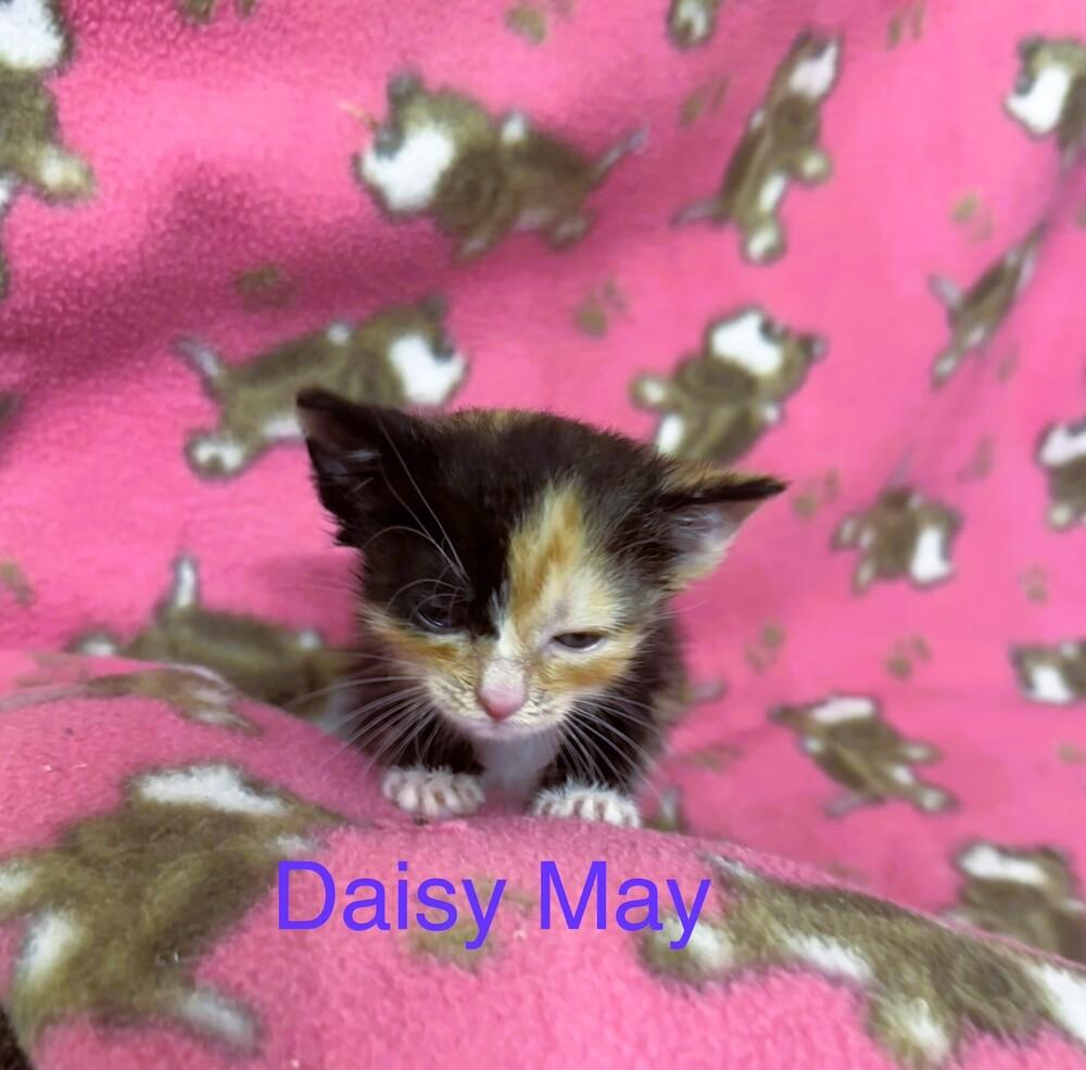 Daisey Mae, Adopted, Kitten Female Domestic Short Hair.