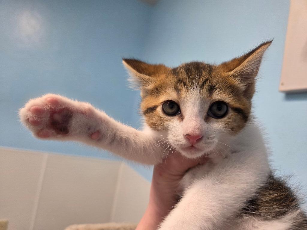 Sitarra, Adoptable, Kitten Female British Shorthair & Domestic Short Hair.
