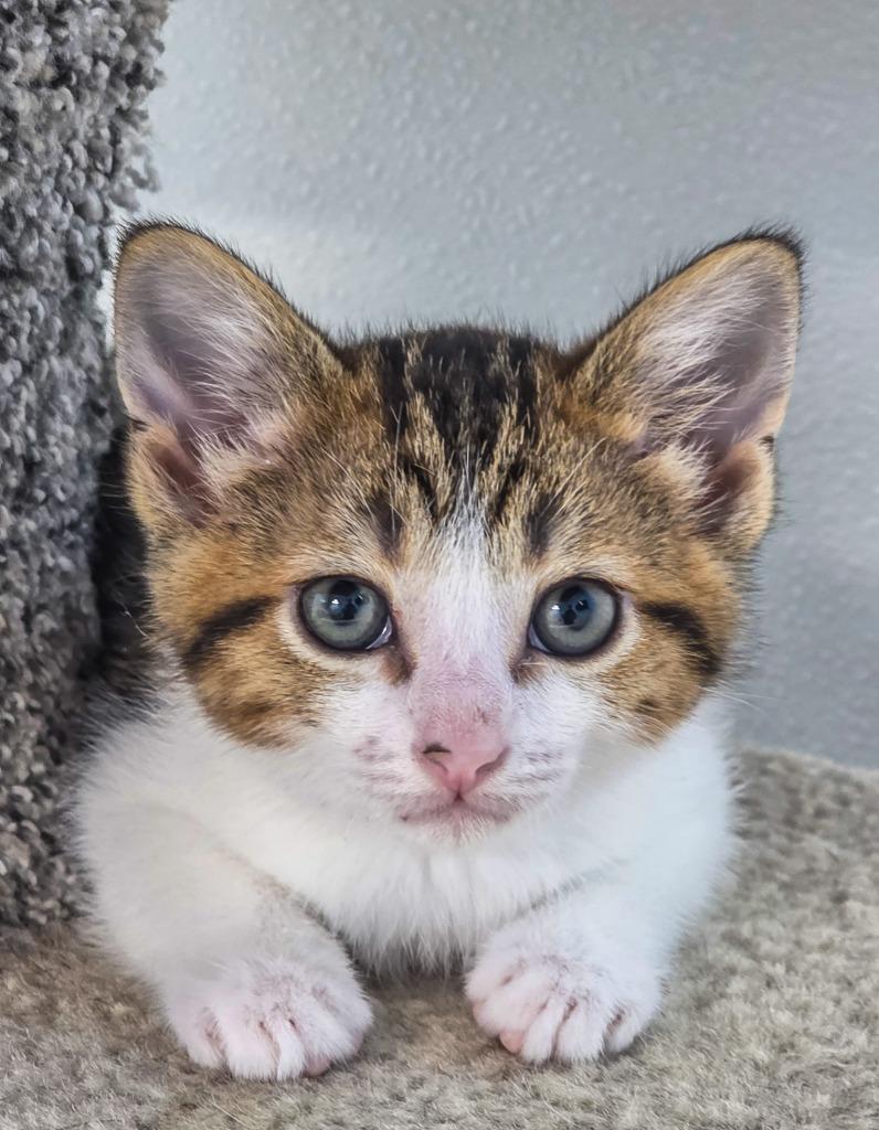 Sitarra, a Adoptable mixed breed in Gold Beach, OR image 2/2