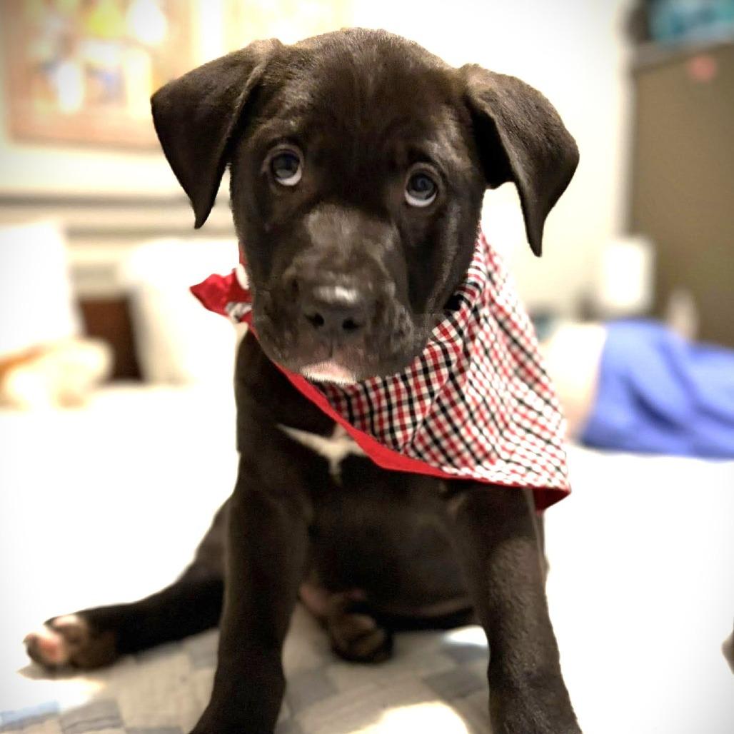 Danny (Liam), Adoptable, Puppy Male Black Labrador Retriever & Shepherd.