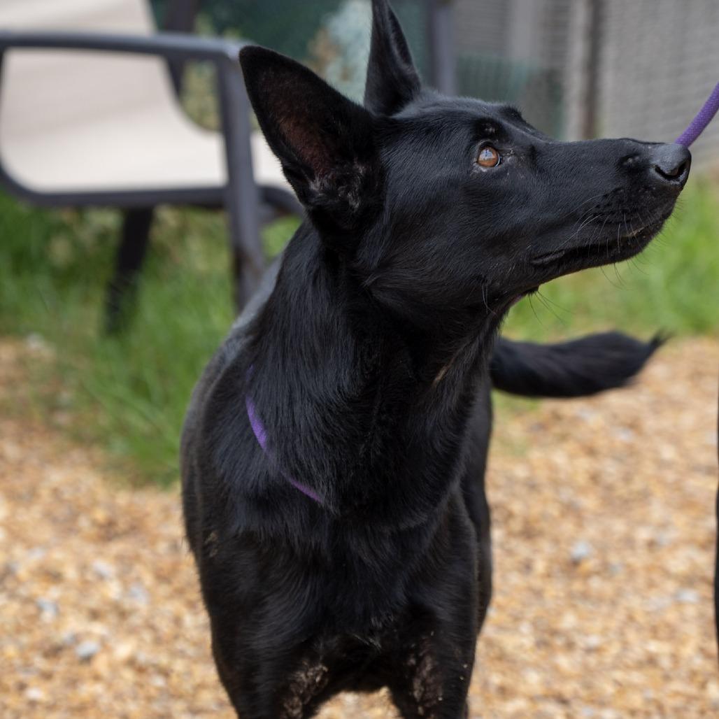 Bella, Adoptable, Young Female German Shepherd Dog.