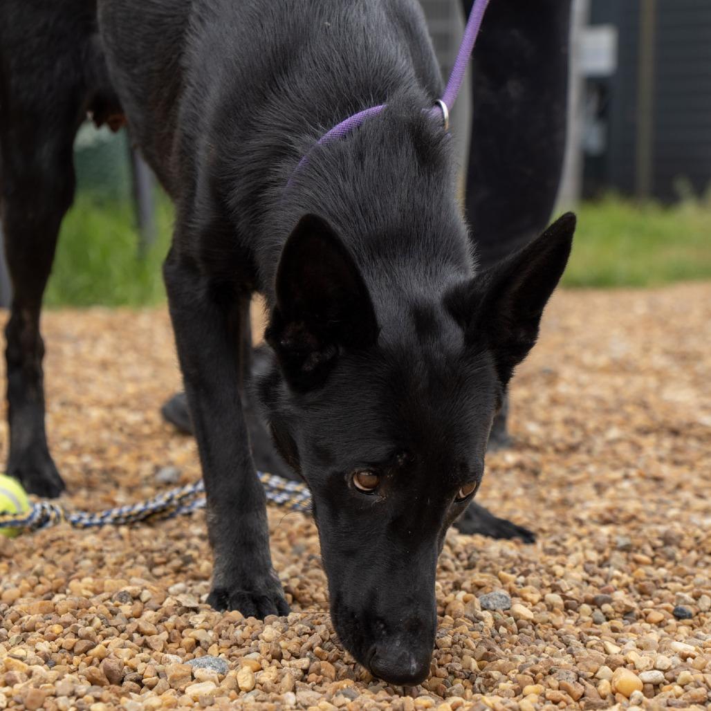 Bella, a Adoptable German Shepherd Dog in Elizabeth City, NC image 3/6