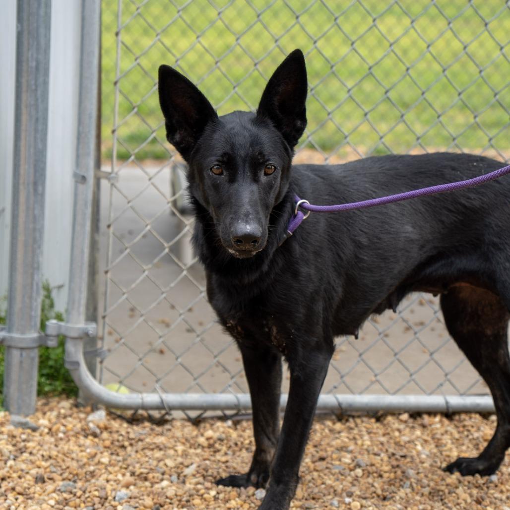 Bella, a Adoptable German Shepherd Dog in Elizabeth City, NC image 4/6