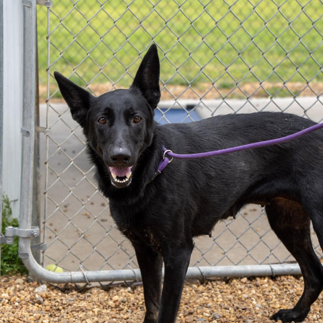 Bella, a Adoptable German Shepherd Dog in Elizabeth City, NC image 5/6