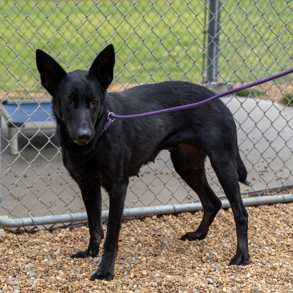 Bella, a Adoptable German Shepherd Dog in Elizabeth City, NC image 6/6