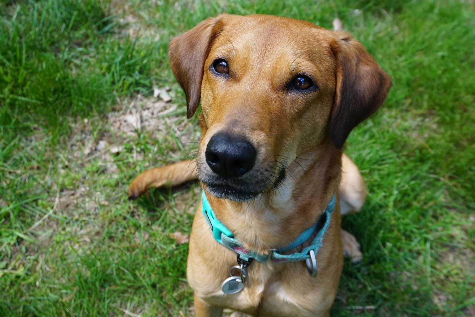 Enlarge Goldie, a Adoptable mixed breed in Simsbury, CT image 1/5