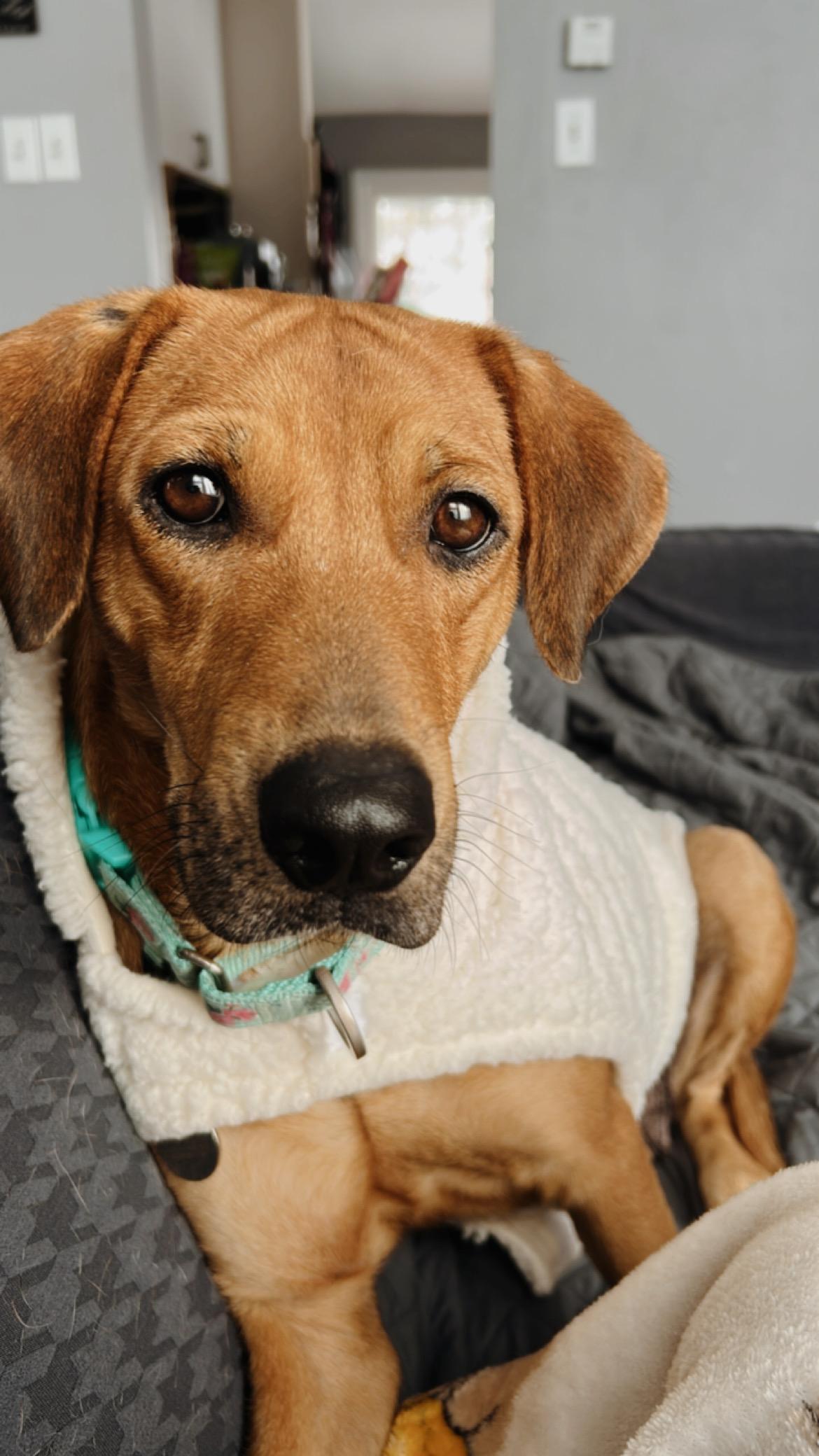 Enlarge Goldie, a Adoptable mixed breed in Simsbury, CT image 2/5