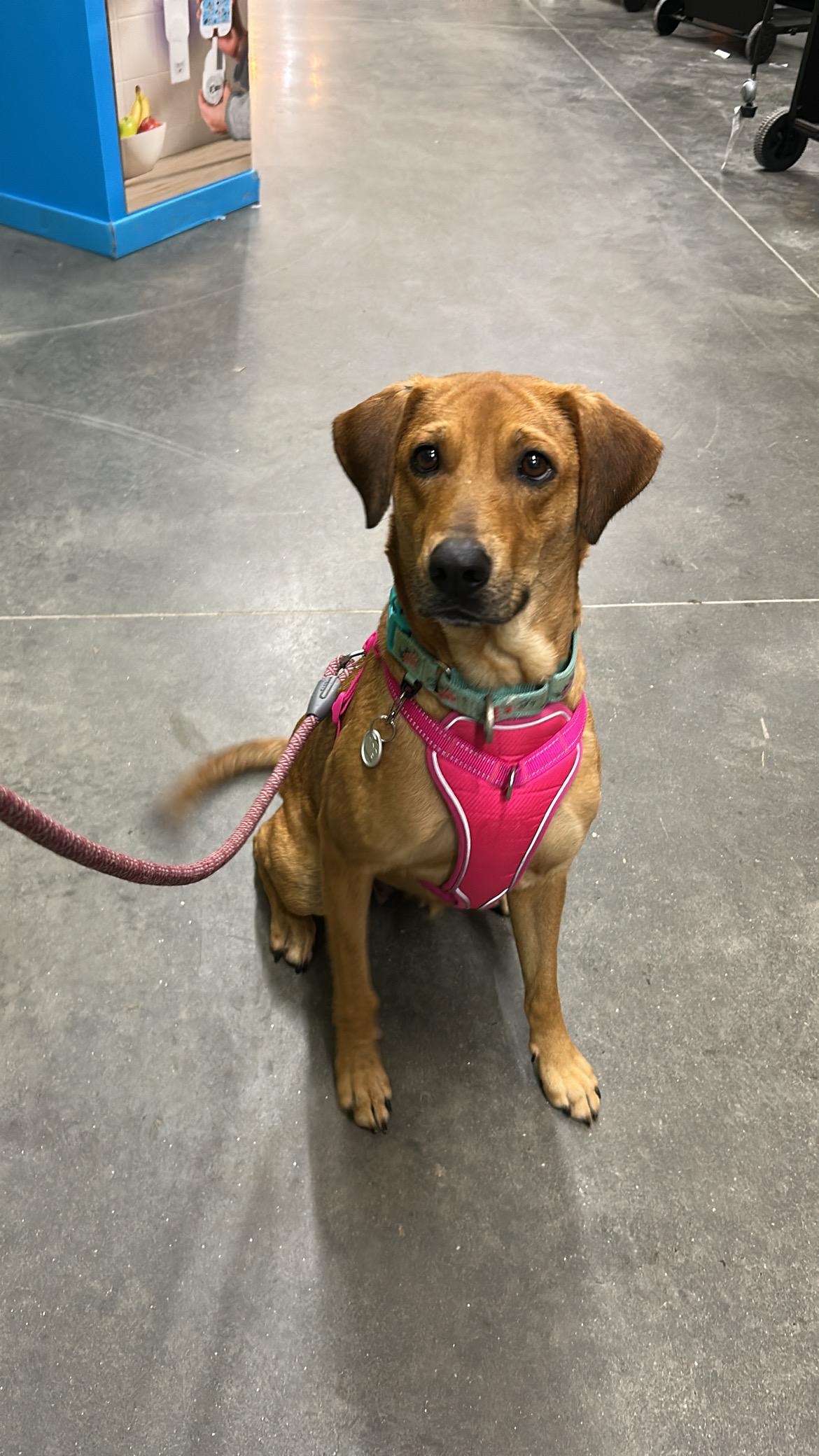 Enlarge Goldie, a Adoptable mixed breed in Simsbury, CT image 3/5