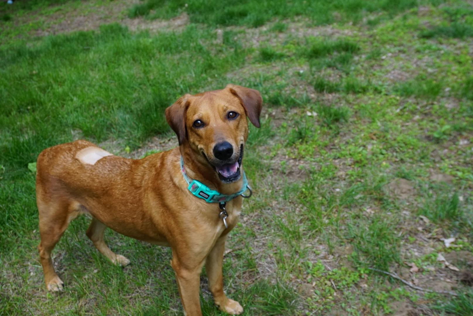 Enlarge Goldie, a Adoptable mixed breed in Simsbury, CT image 4/5