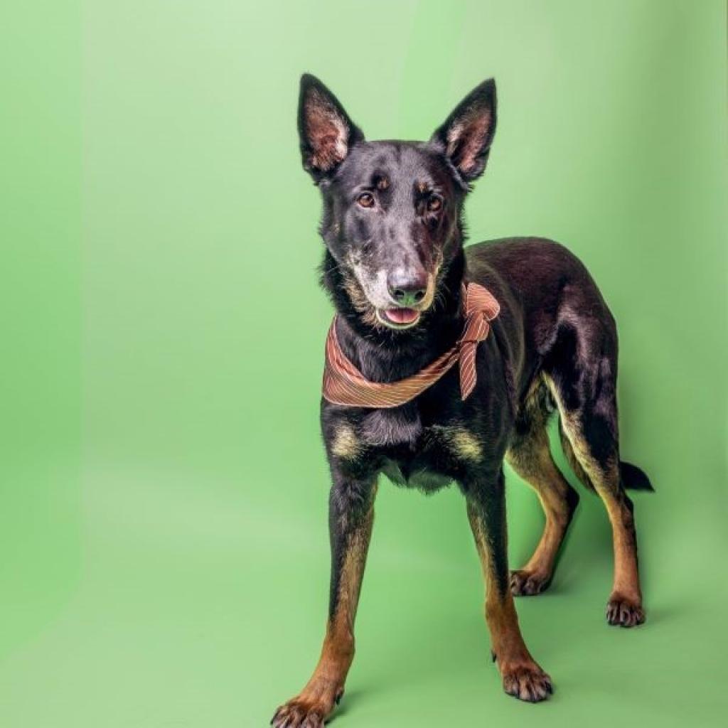 Enlarge CJ, a Adoptable Mixed Breed in Colorado Springs, CO image 1/6