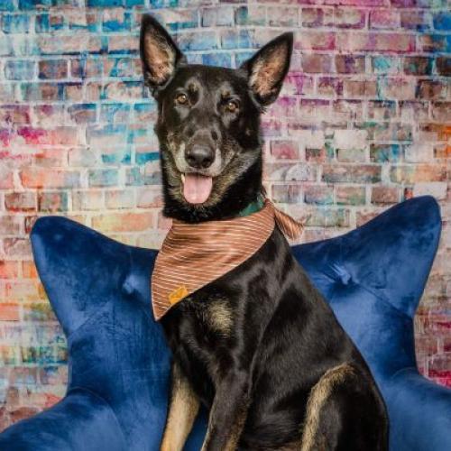 Enlarge CJ, a Adoptable Mixed Breed in Colorado Springs, CO image 2/6