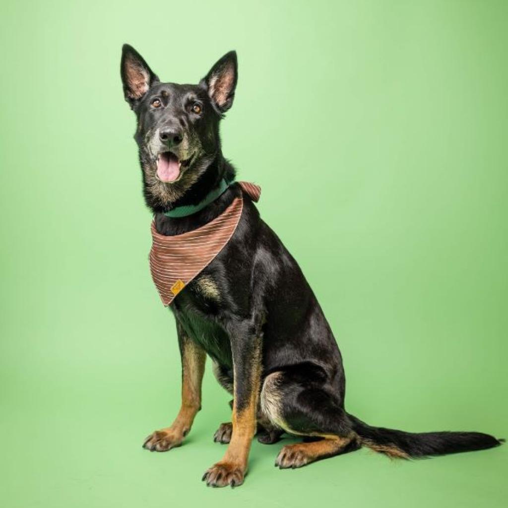 Enlarge CJ, a Adoptable Mixed Breed in Colorado Springs, CO image 3/6