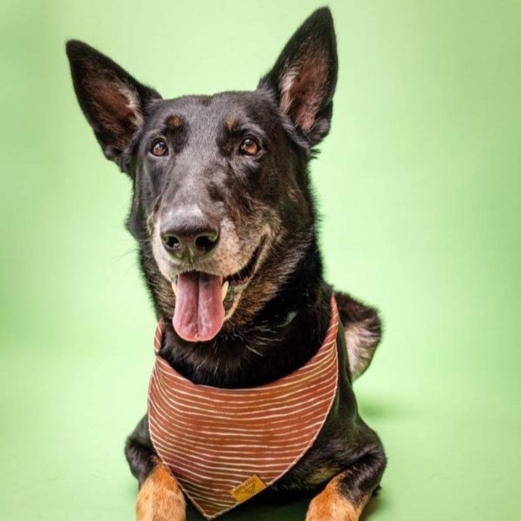 Enlarge CJ, a Adoptable Mixed Breed in Colorado Springs, CO image 4/6