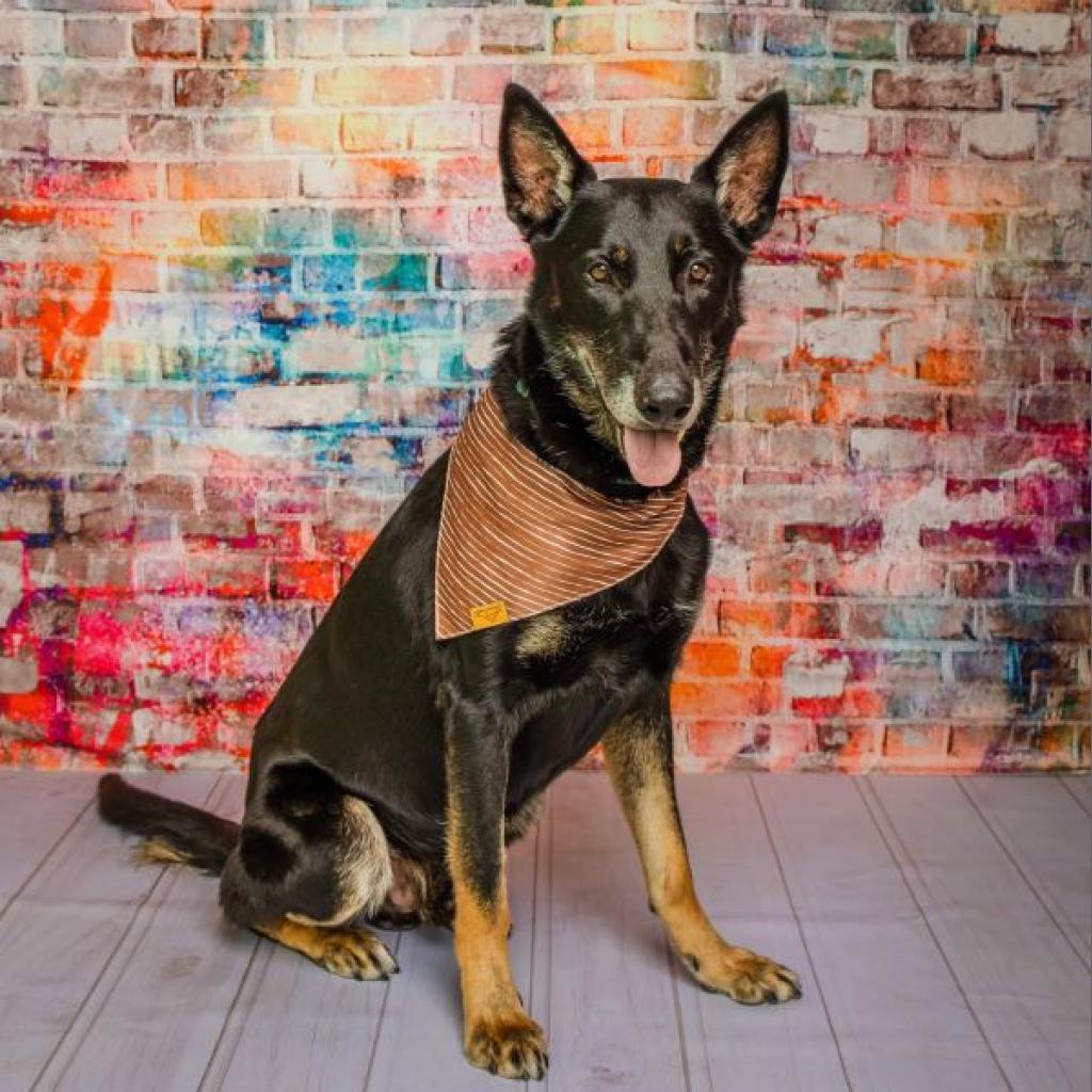 Enlarge CJ, a Adoptable Mixed Breed in Colorado Springs, CO image 5/6