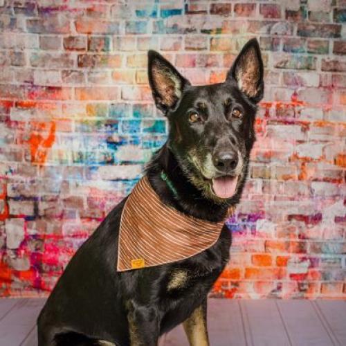 Enlarge CJ, a Adoptable Mixed Breed in Colorado Springs, CO image 6/6