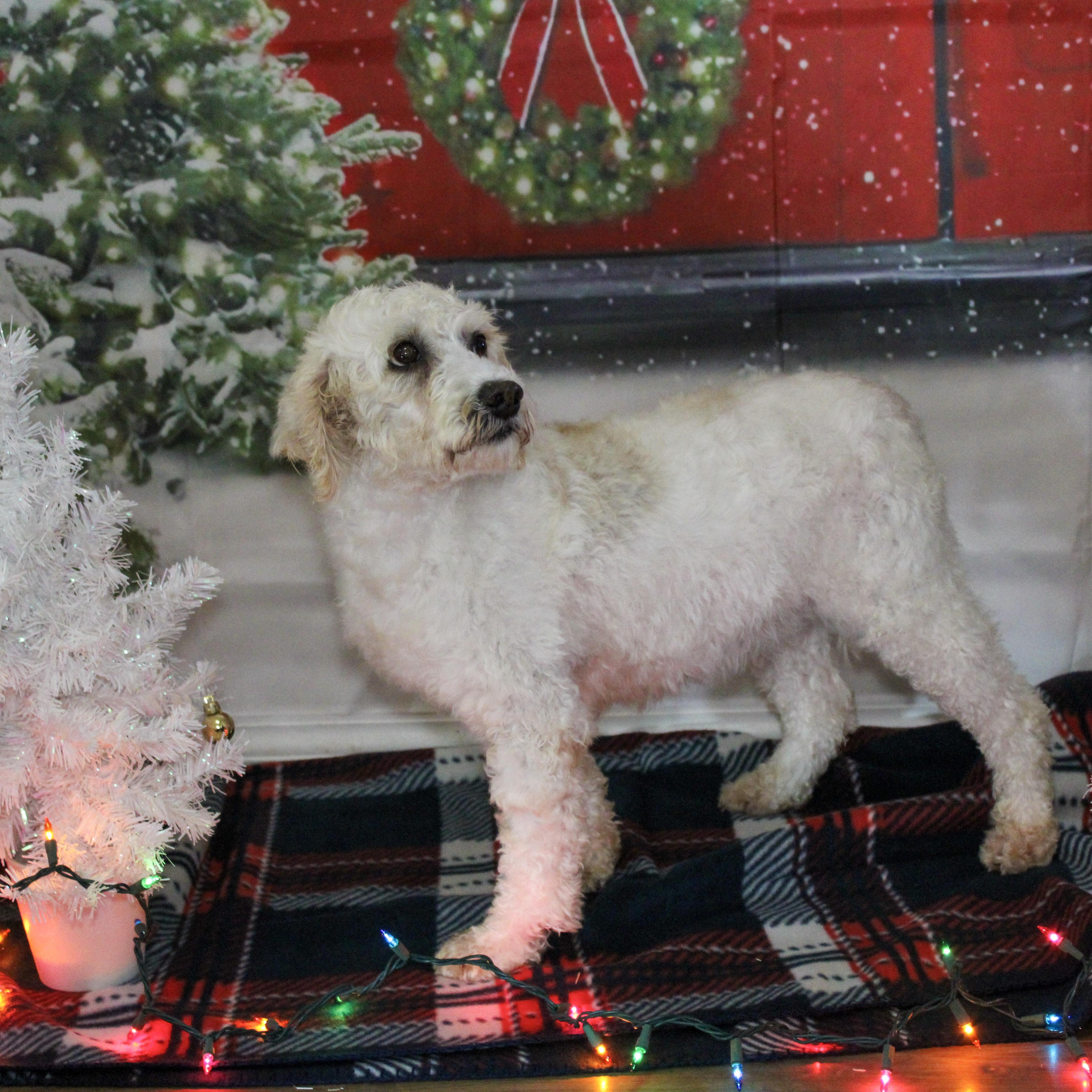 Enlarge London, a Adoptable Goldendoodle in Neosho, MO image 1/3