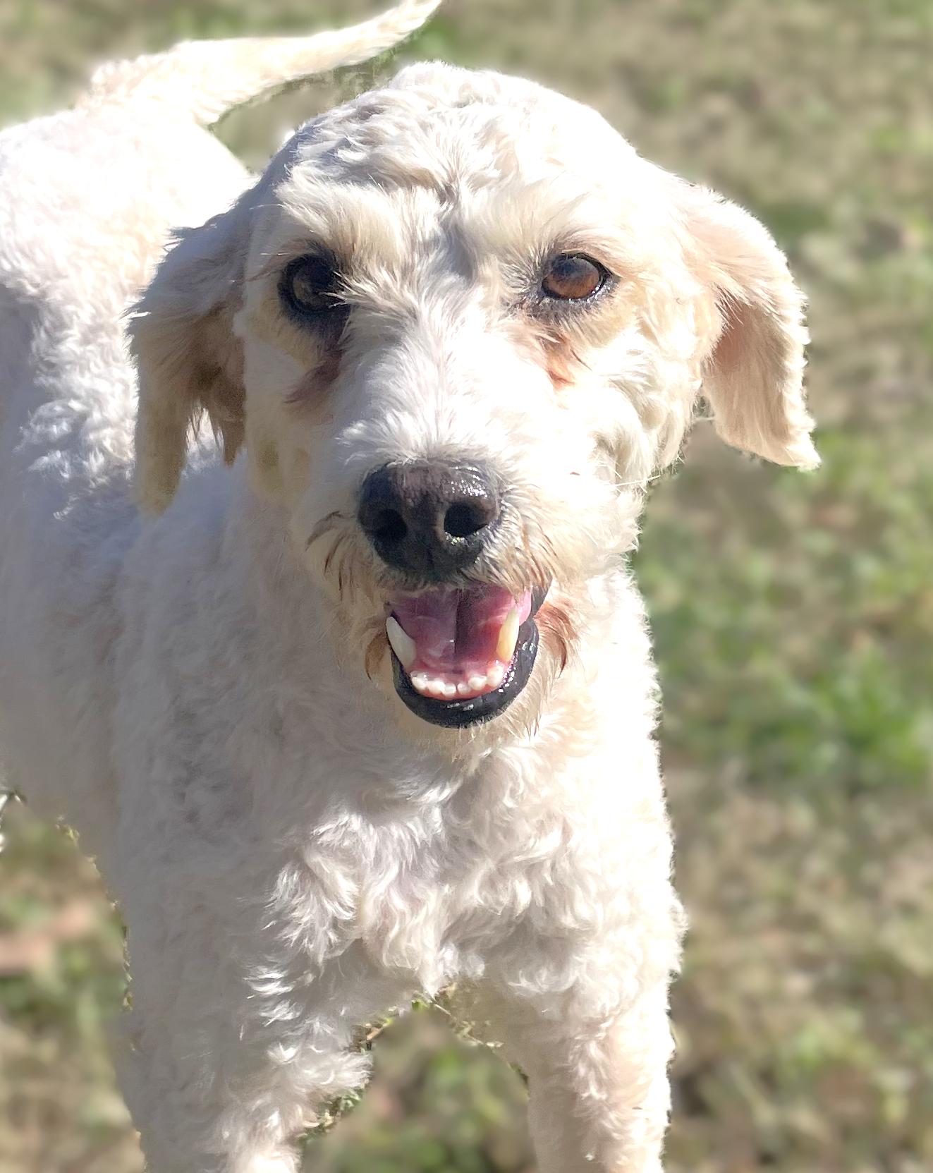 London, a Adoptable Goldendoodle in Neosho, MO image 1/2