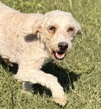 London, a Adoptable Goldendoodle in Neosho, MO image 2/2