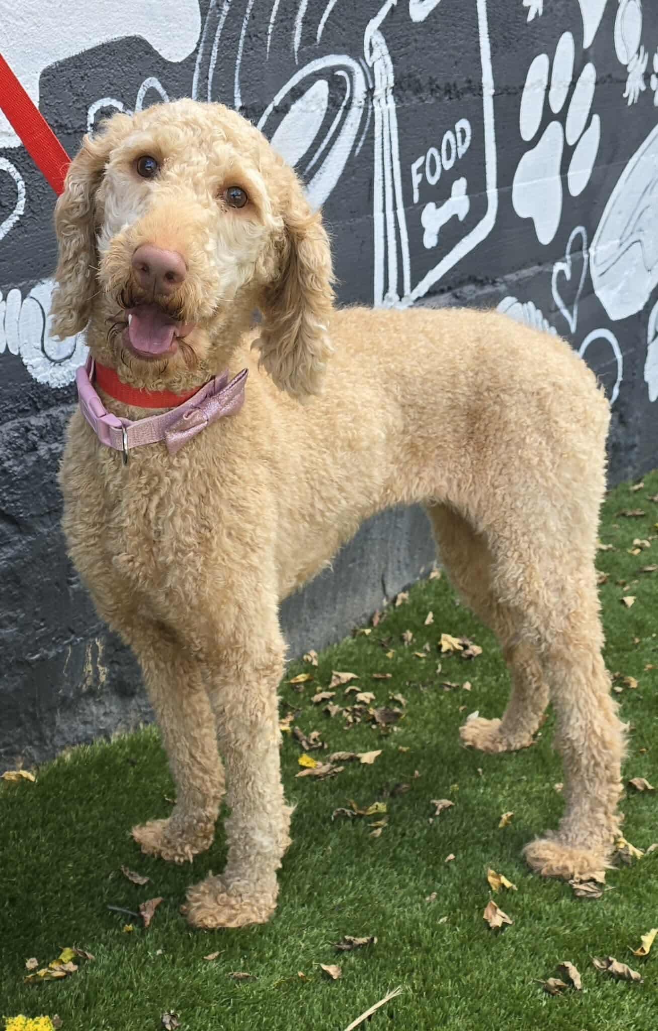 Chapel, an adoptable Goldendoodle, Labradoodle in New York, NY, 10010 | Photo Image 1