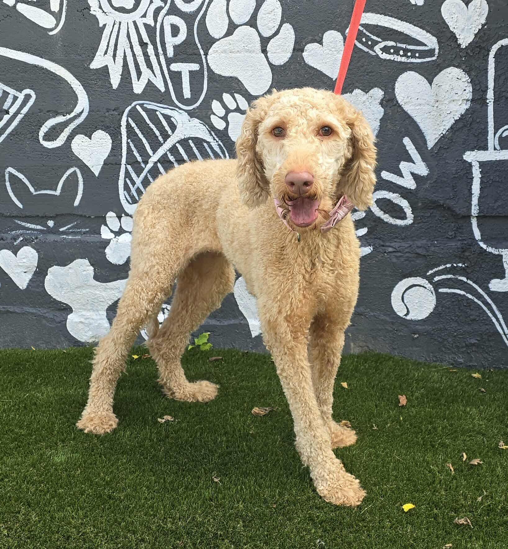 Chapel, an adoptable Goldendoodle, Labradoodle in New York, NY, 10010 | Photo Image 3
