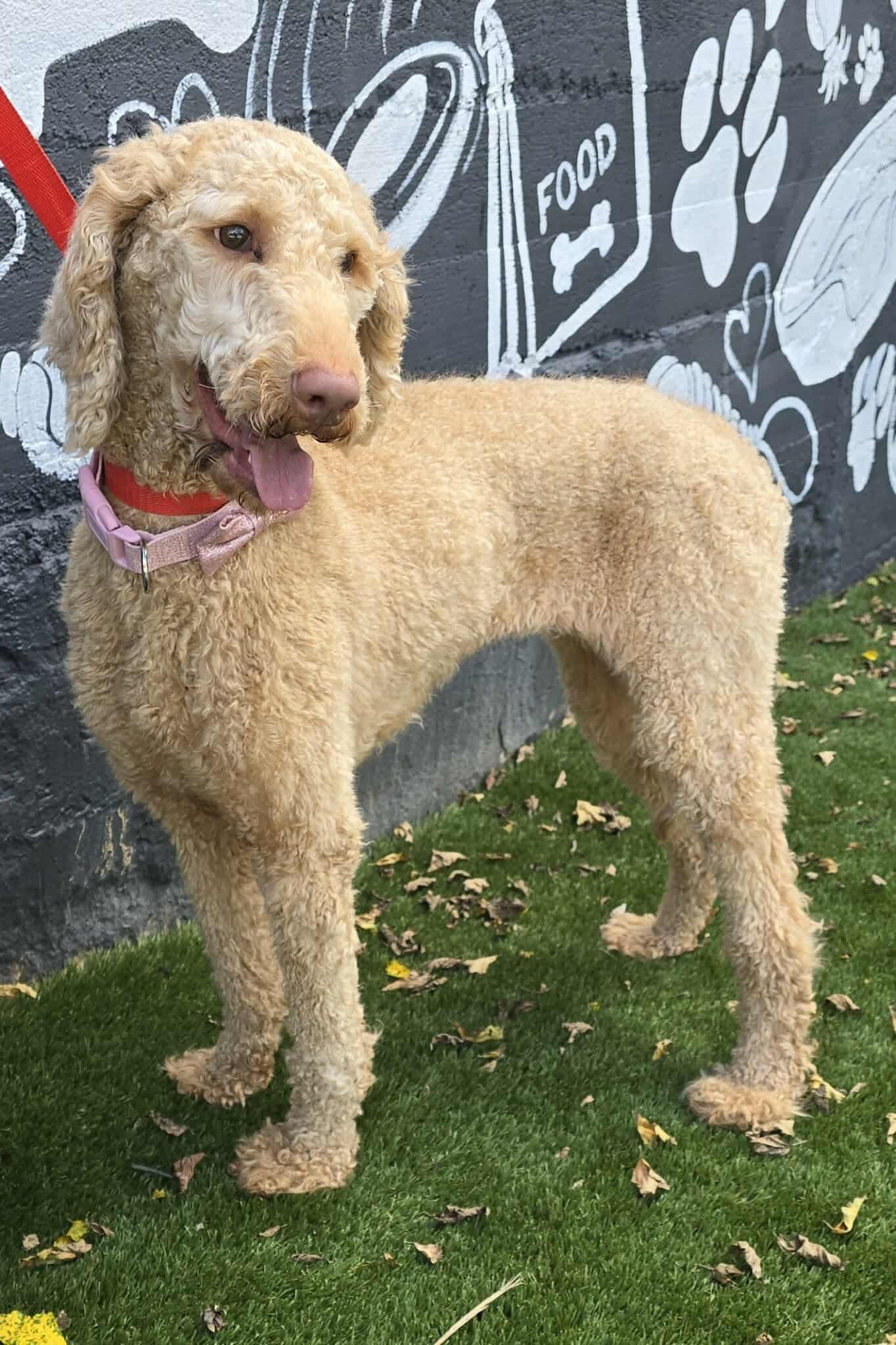 Chapel, an adoptable Goldendoodle, Labradoodle in New York, NY, 10010 | Photo Image 2