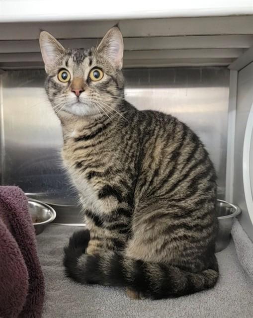 SINA, Adoptable, Young Female Domestic Short Hair.