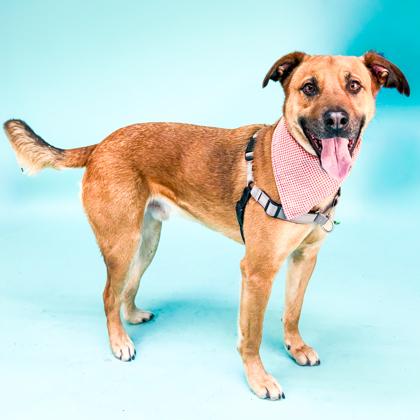 Rocco, Adoptable, Adult Male Shepherd & Mixed Breed.