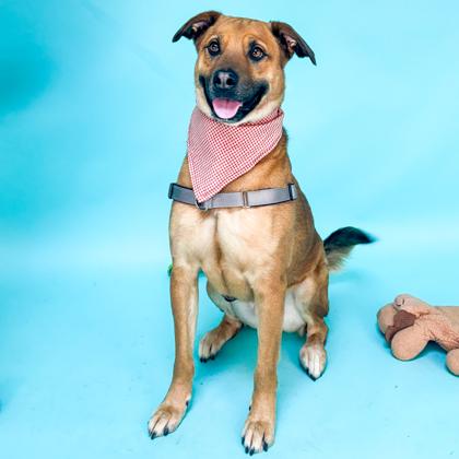 Rocco, a Adoptable mixed breed in San Francisco, CA image 2/3