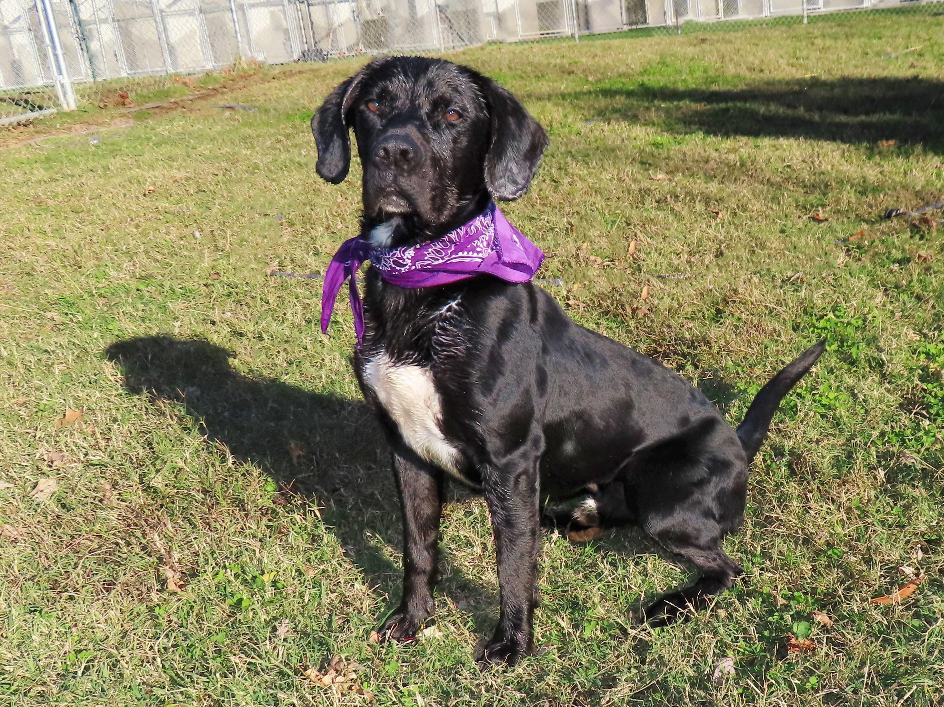 Hunter 7058, Adoptable, Young Male Black Labrador Retriever.