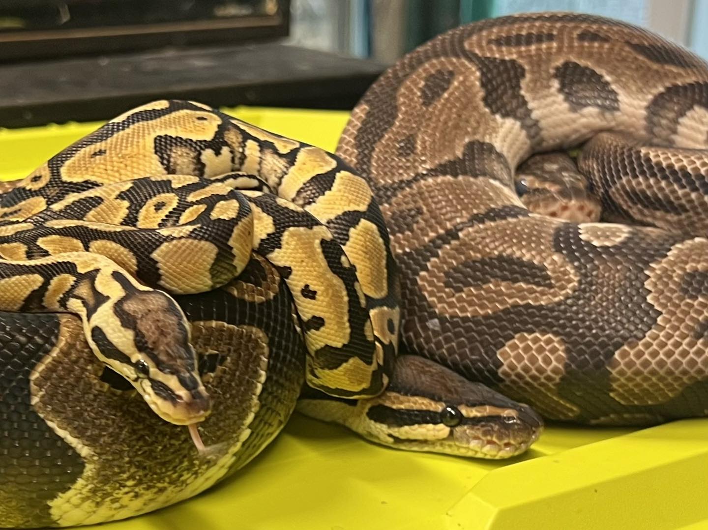 Enlarge Ball Pythons, a Adoptable Ball Python in Manheim, PA image 1/3