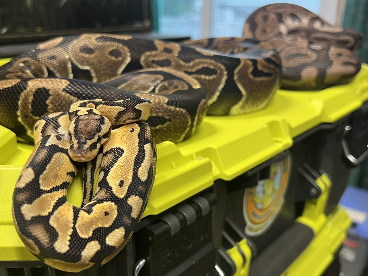 Enlarge Ball Pythons, a Adoptable Ball Python in Manheim, PA image 2/3