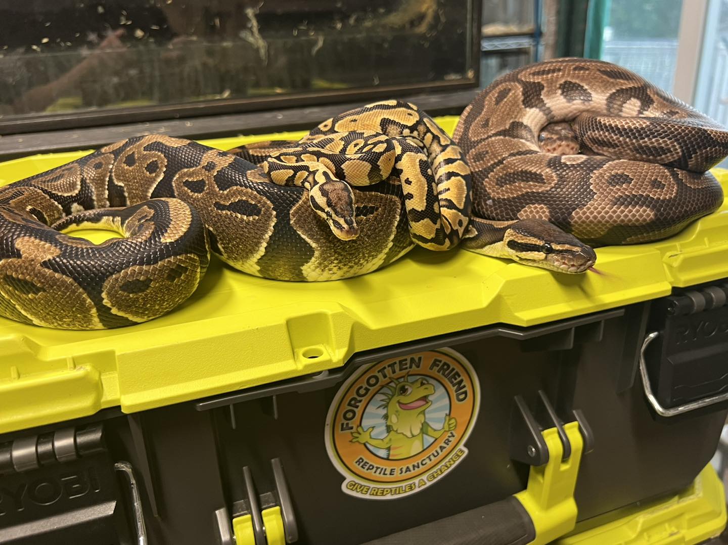Enlarge Ball Pythons, a Adoptable Ball Python in Manheim, PA image 3/3