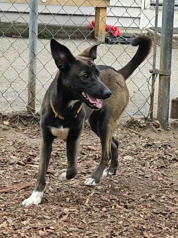 Wendy, Adoptable, Young Female Feist.