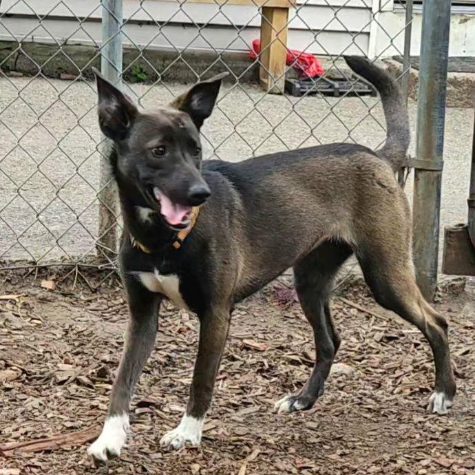 Enlarge Wendy, a Adoptable Feist in Ringwood, NJ image 2/3